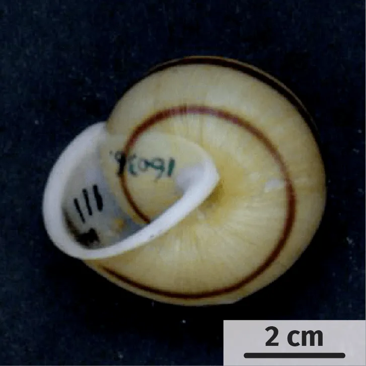 Le polymorphisme de la coquille chez les espèces d'escargots du genre Satsuma.