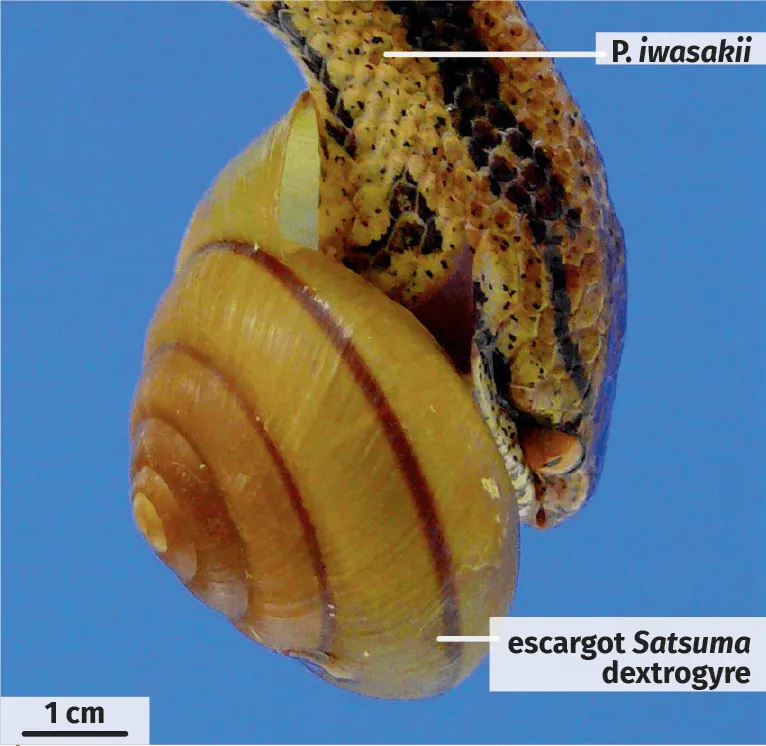 Le serpent Pareas iwasakii attaquant un escargot dextrogyre.