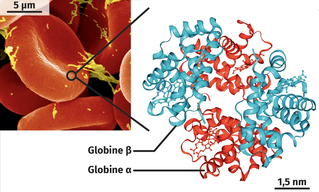 Modélisation 3D de la molécule d'hémoglobine d'adulte