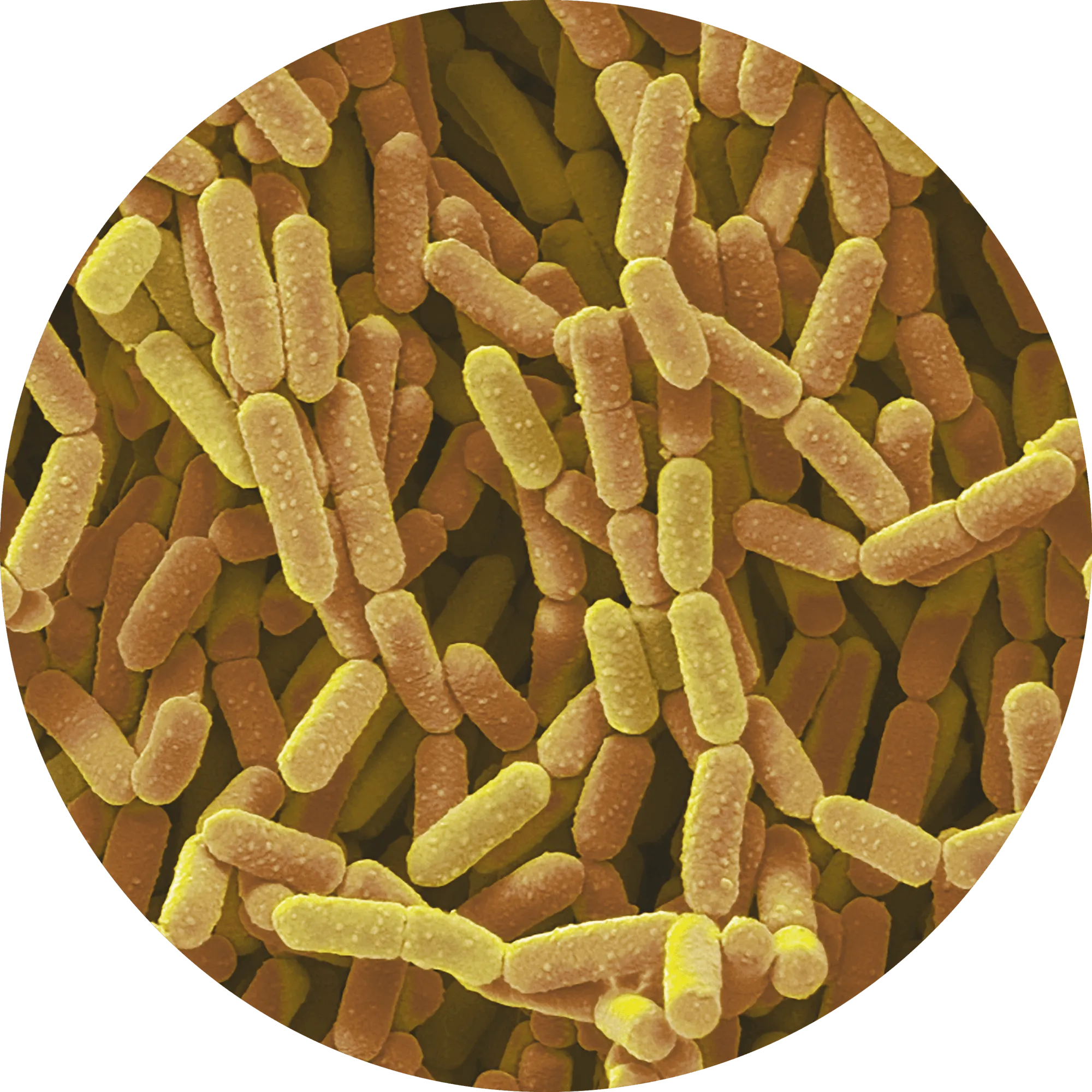 Lactobacillus rhamnosus Bactérie