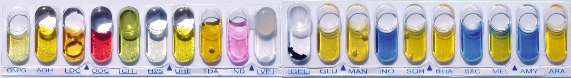  Galerie API d'identification de E.coli.