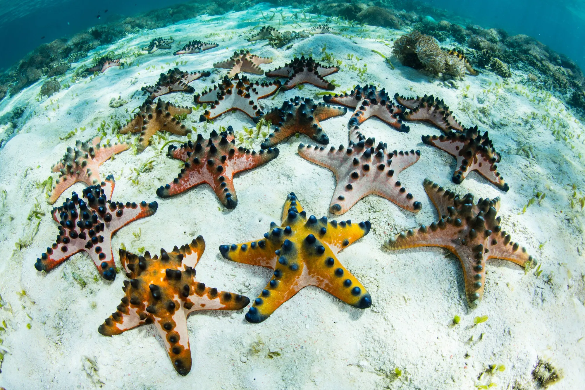 Des étoiles de mer à cornes (Protoreaster nodosus) du parc national de Komodo en Indonésie.