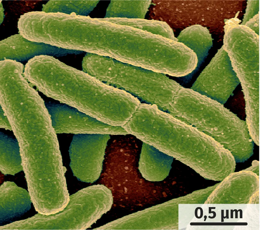  Bactéries Escherichia coli et Enterobacter sakazii observées au microscope électronique à balayage 