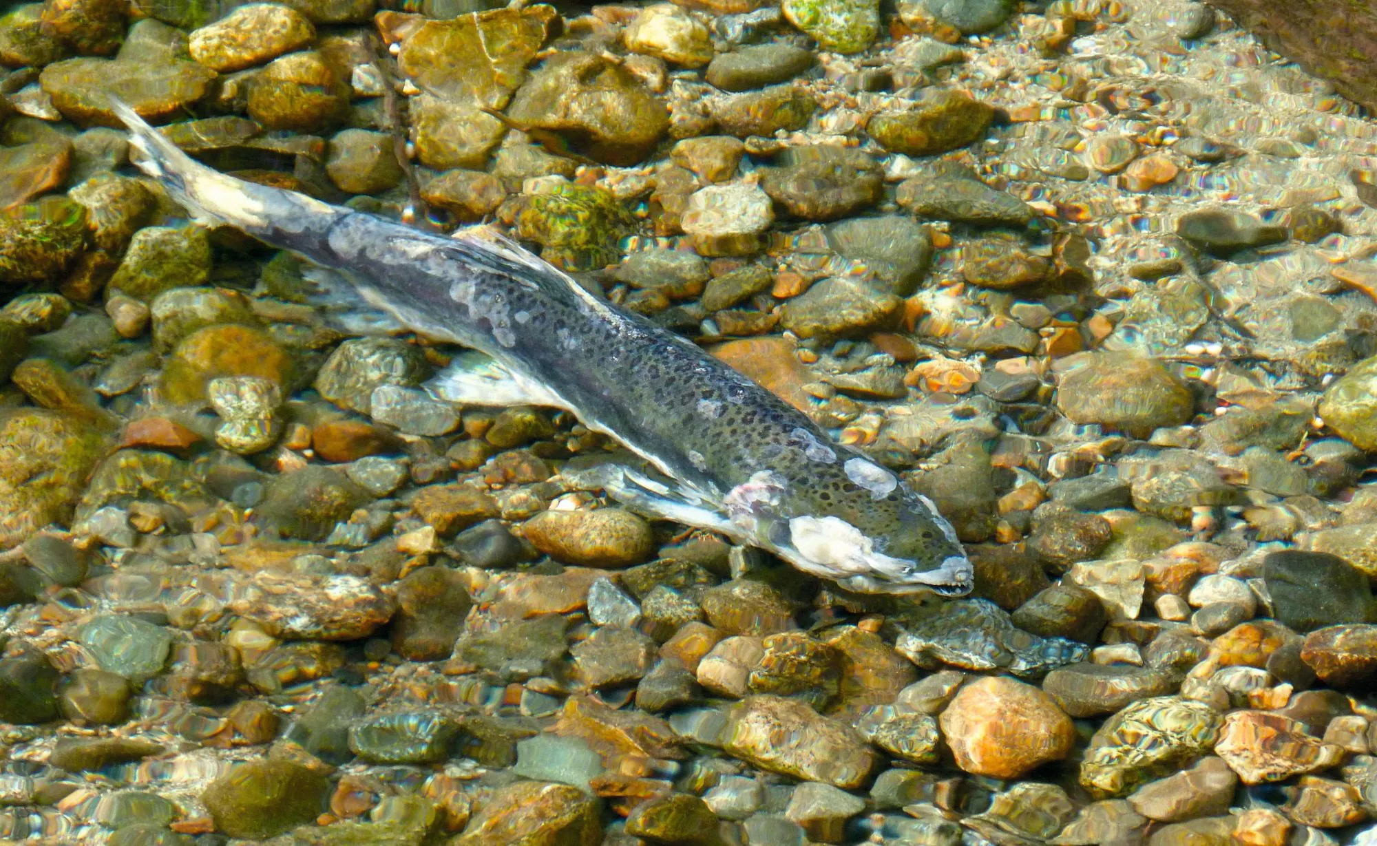 Un saumon chinook sauvage (Oncorhynchus tshawytscha), aux États-Unis.