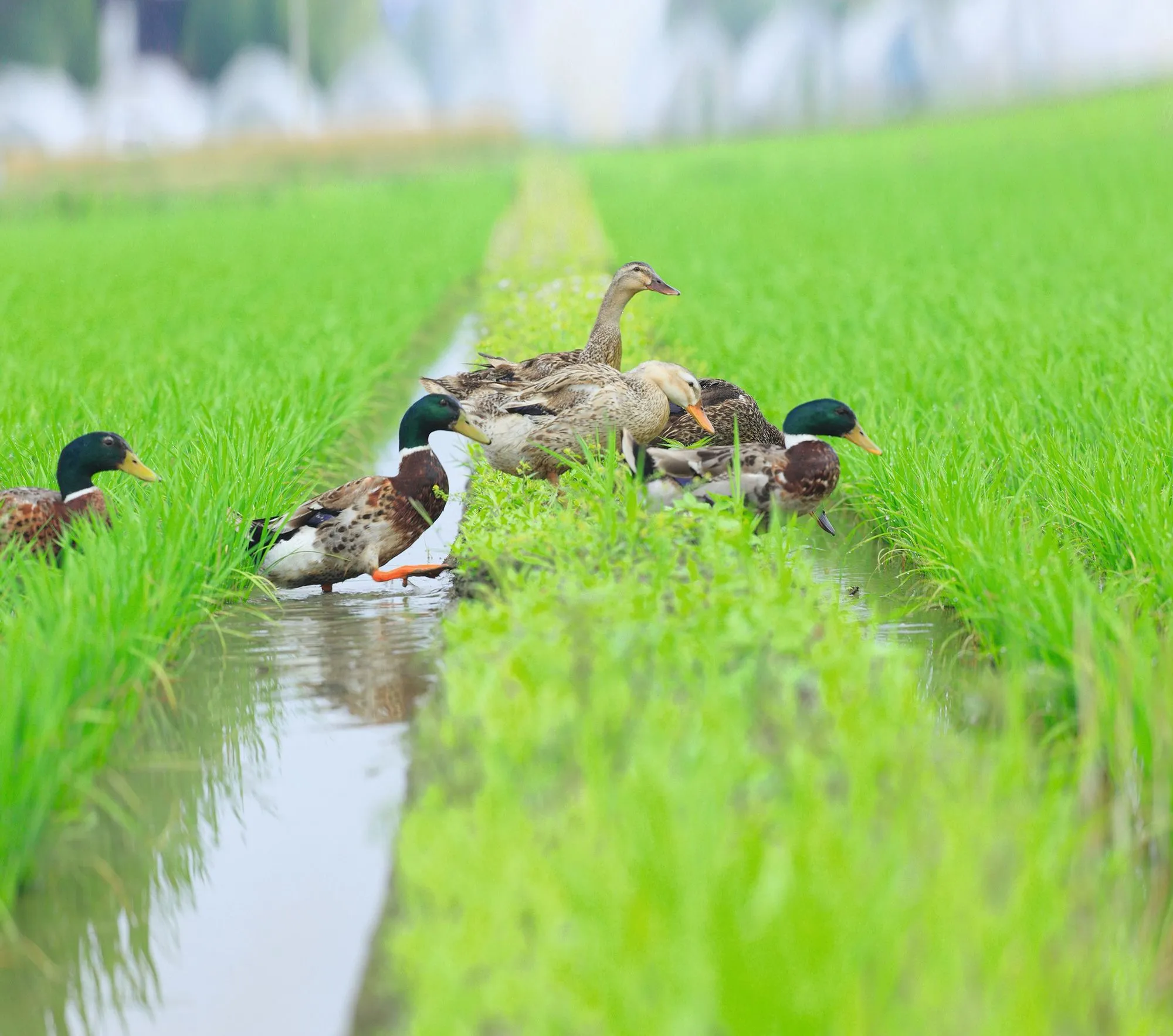 Riziculture biologique au Japon : les canards se nourrissent d'insectes et de mauvaises herbes