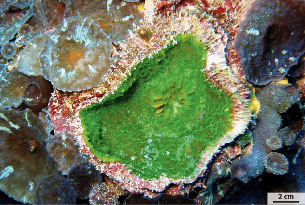 Une nouvelle espèce de corail découverte lors de l'expédition Tara Oceans, grâce à l'analyse génétique de fragments prélevés