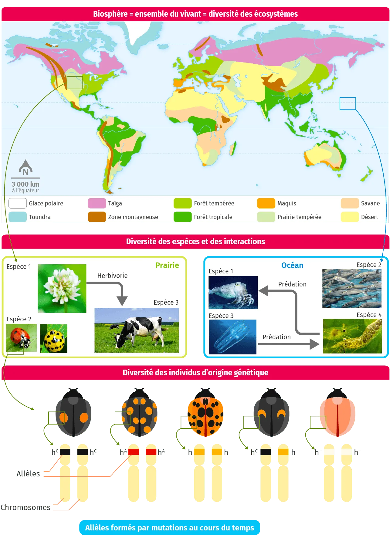 schéma bilan Les échelles de la biodiversité