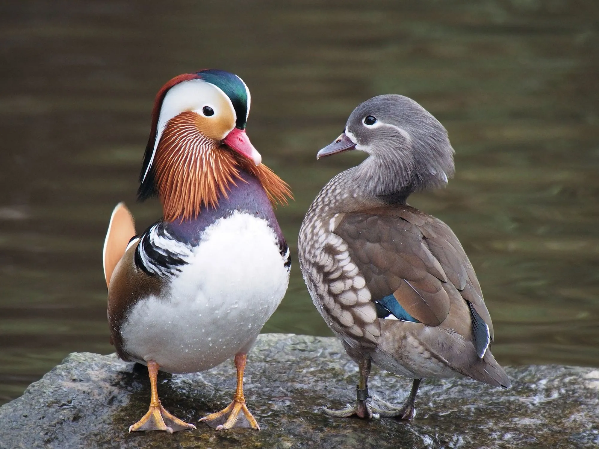 Canards mandarins mâle (à gauche) et femelle (à droite).
