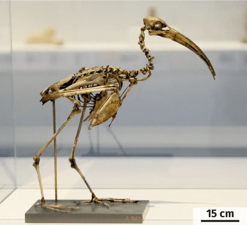 squelette d'ibis sacré momifié
