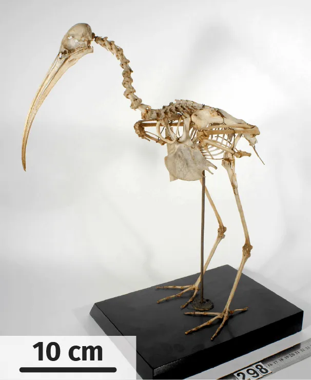 squelette d'ibis sacré actuel
