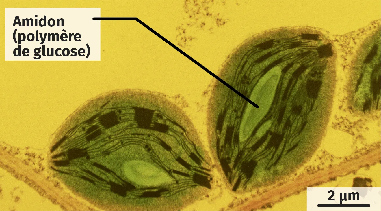 Observation de chloroplastes de cellules végétales éclairées en présence ou non de dioxyde de carbone 