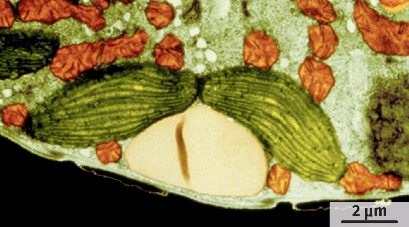 Observation de chloroplastes de cellules végétales éclairées en présence ou non de dioxyde de carbone