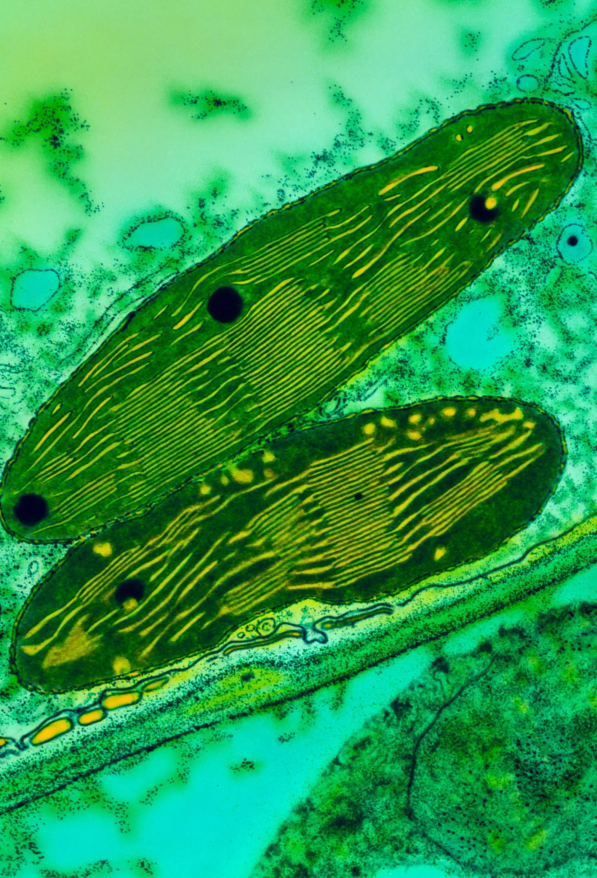 Chloroplastes de petits pois