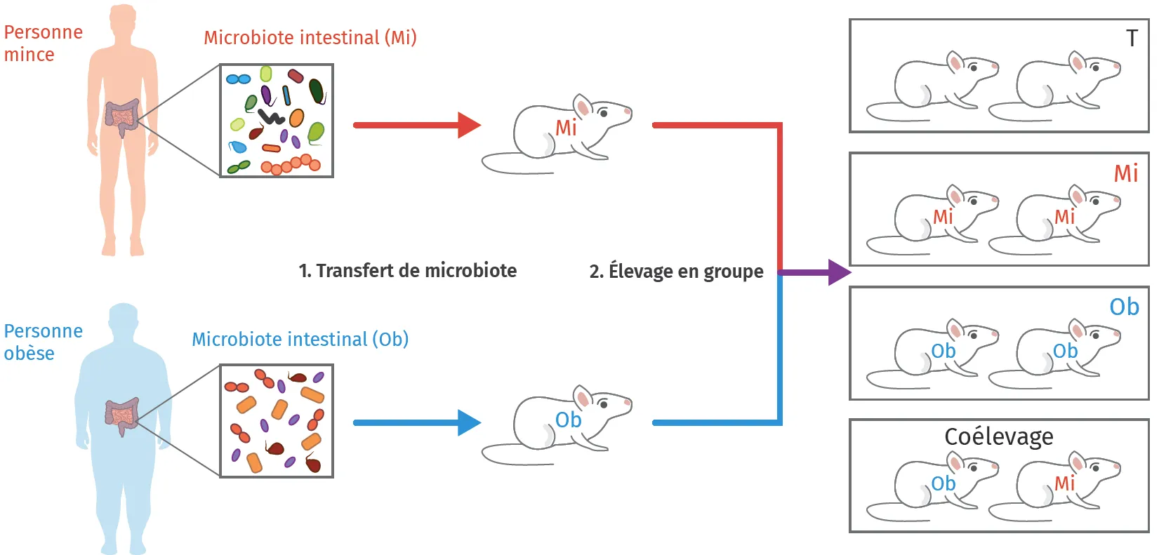 Protocole expérimental d'étude du rôle du microbiote dans la nutrition