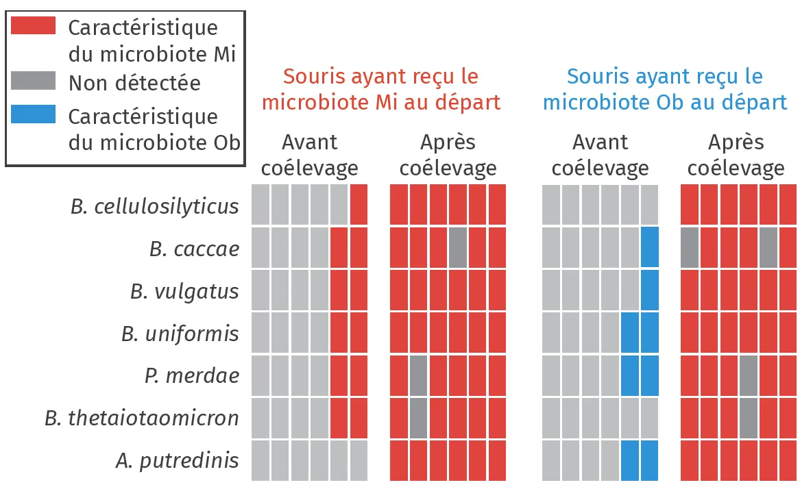 Changement du microbiote des souris au cours de l'expérience de coélevage