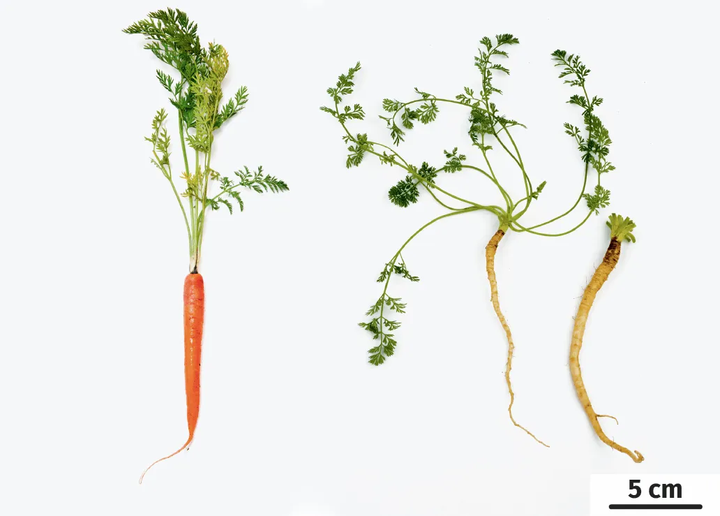 Morphologie des carottes cultivées et des carottes sauvages