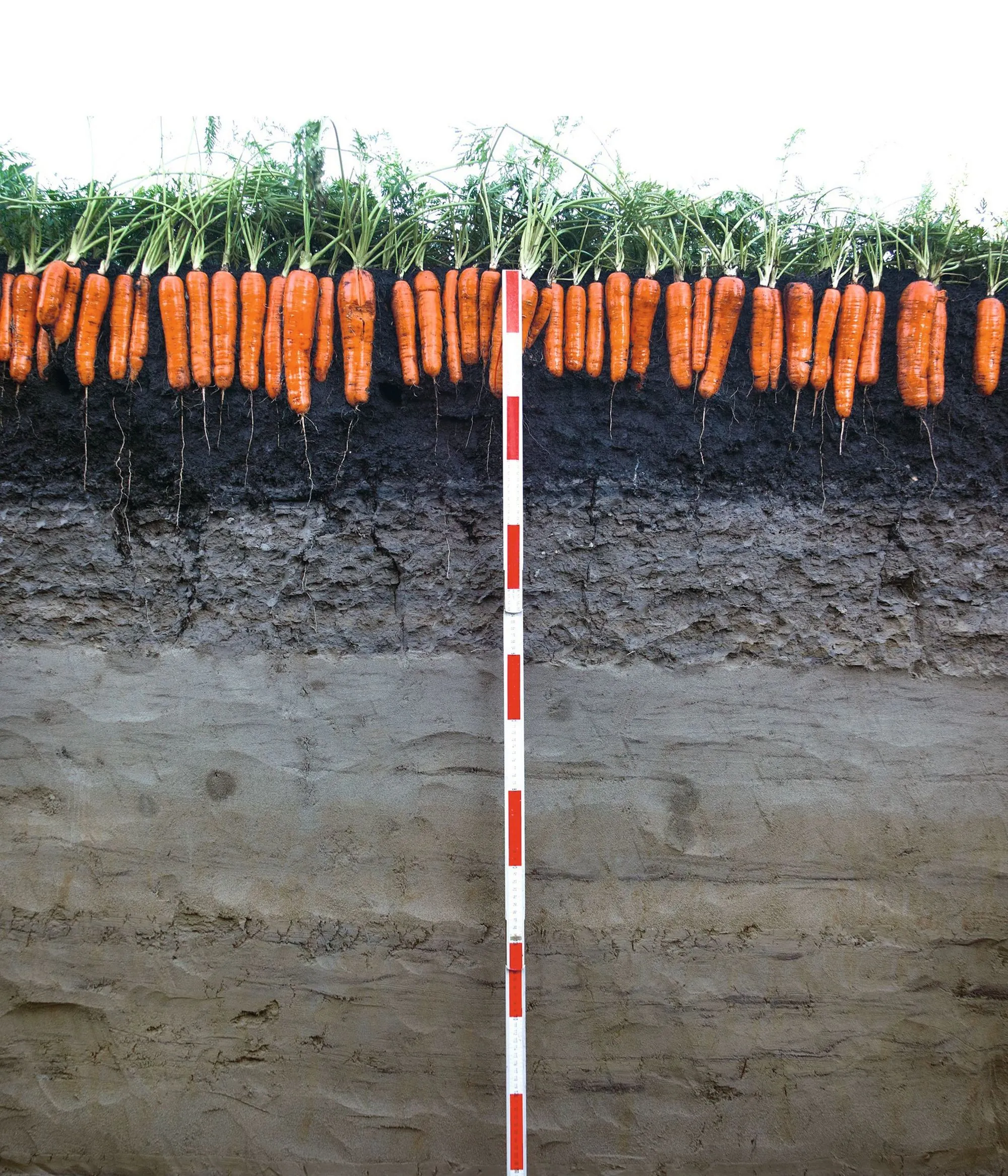  Des carottes prêtes à la récolte dans un sol de marais drainé.