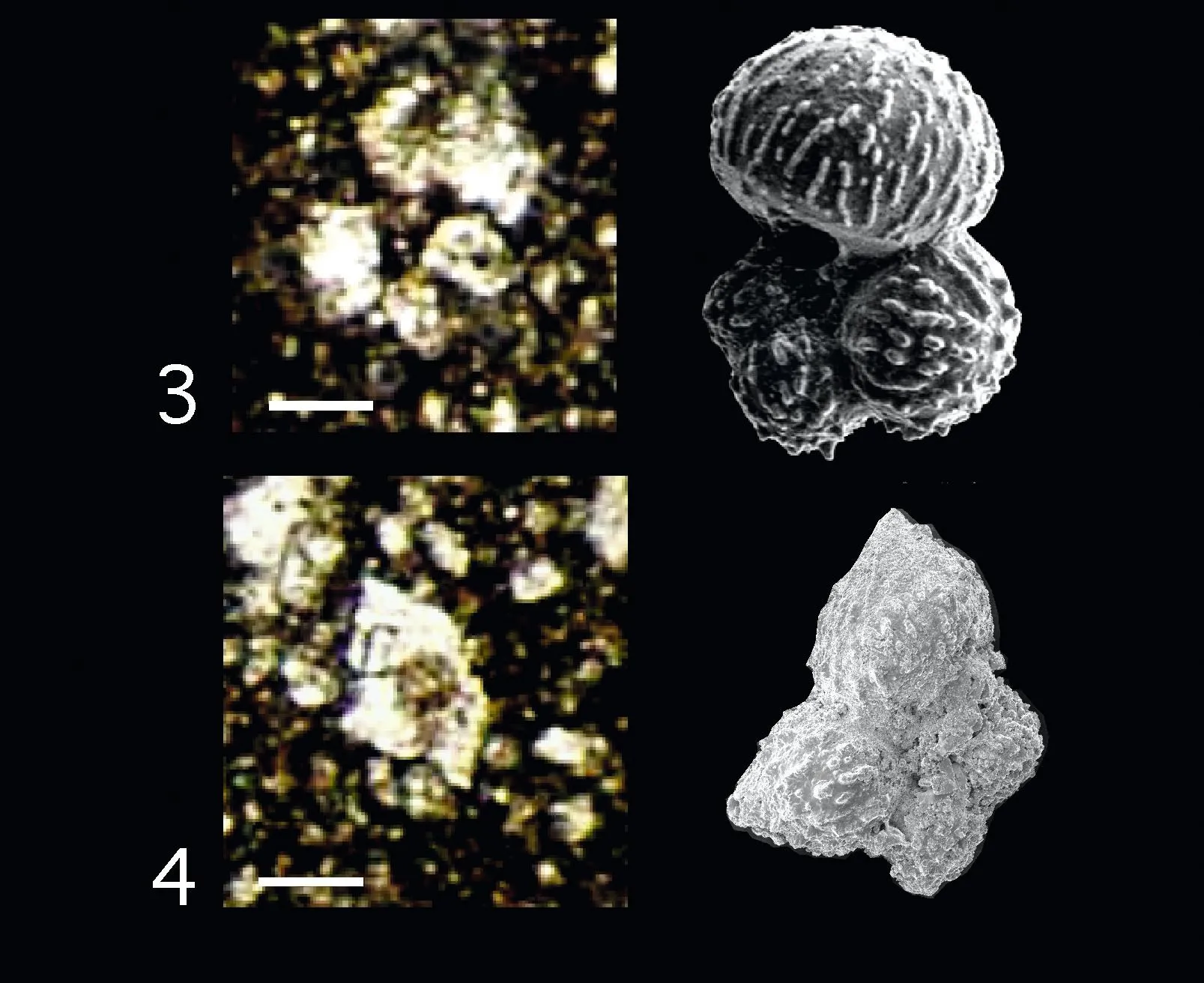 Détermination de la présence de foraminifères planctoniques dans des sédiments de la fin du Crétacé et du début du Paléocène au Mexique
