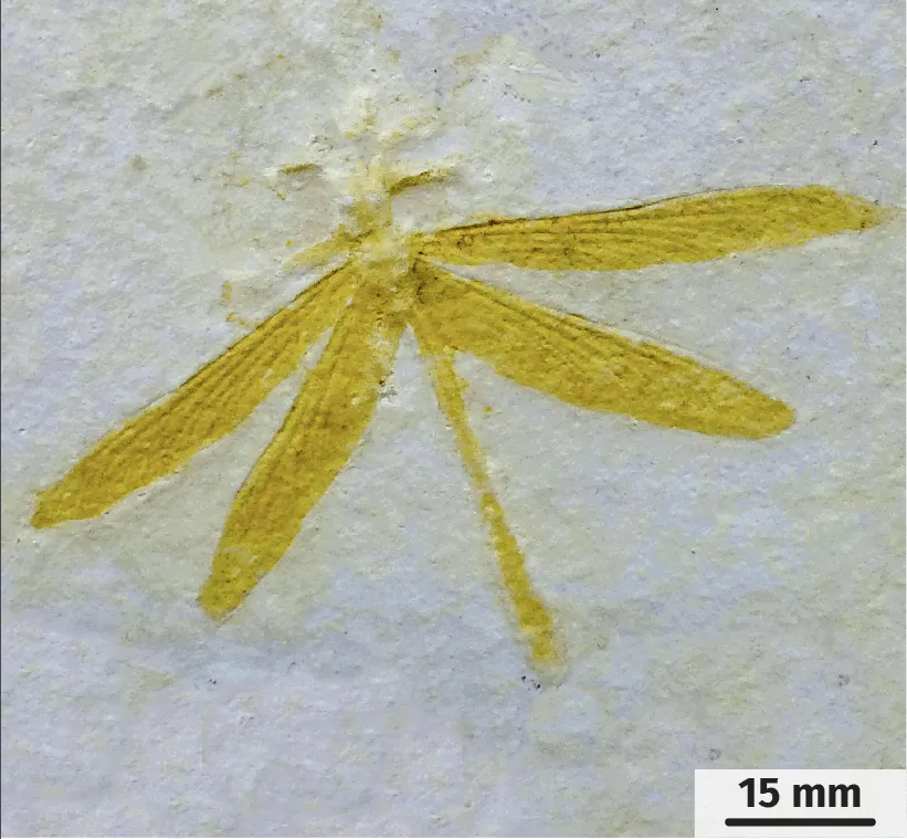 Une libellule fossilisée