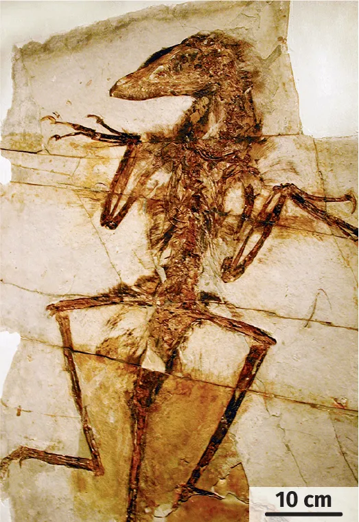 Un fossile de raptor 
