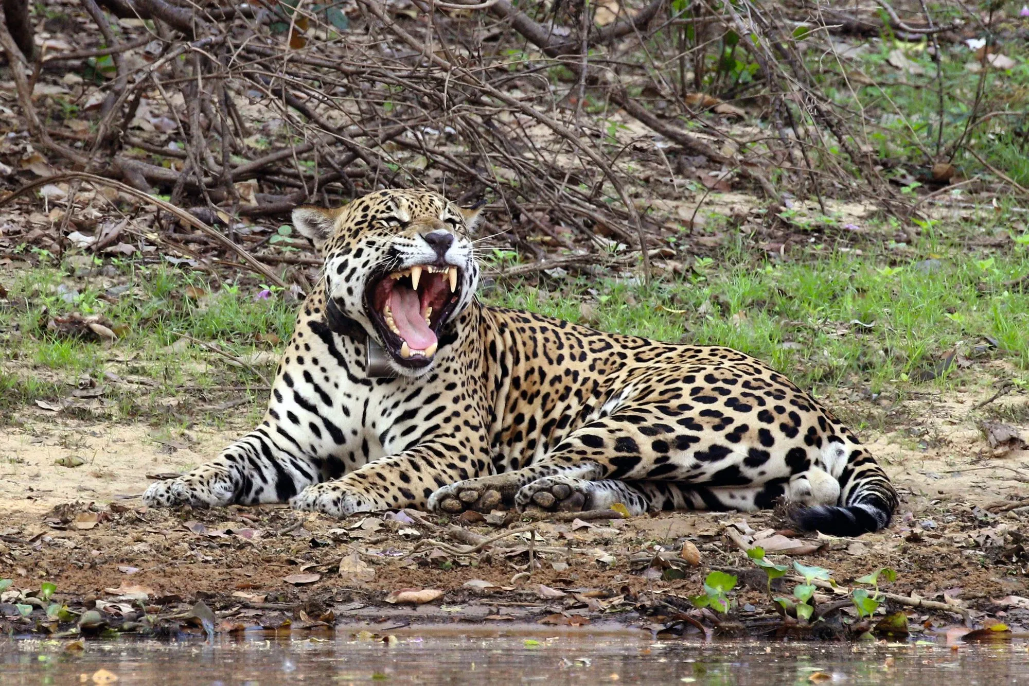 La diversité génétique du jaguar.