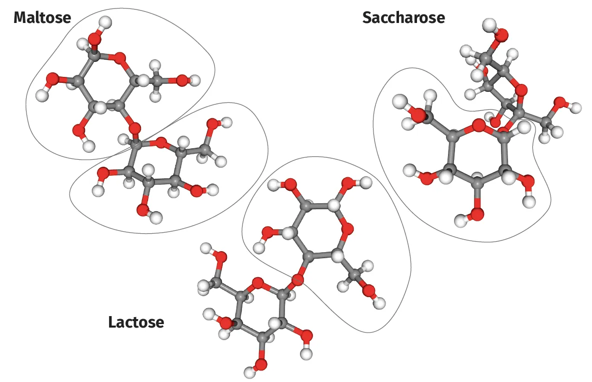 Molécules de maltose, lactose et saccharose