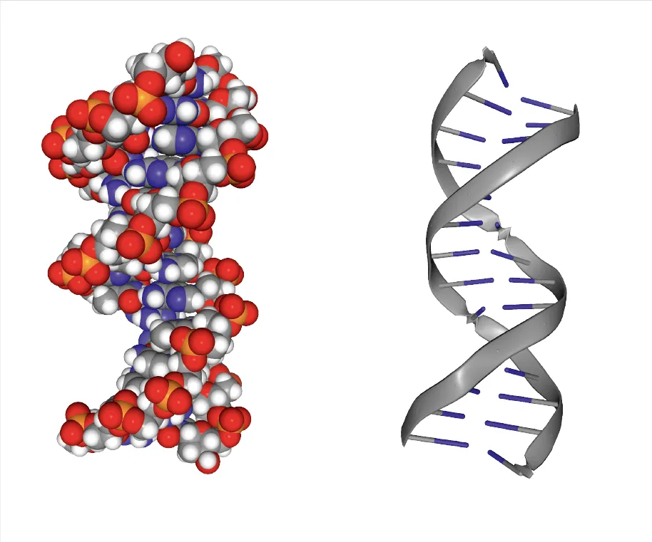 Modèles d'ADN