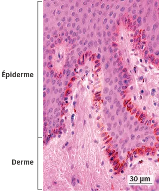 Coupe de peau
humaine observée
au microscope optique.
Les granules
bruns observables
dans les cellules
(dont le noyau est
coloré en violet)
correspondent à la
mélanine.