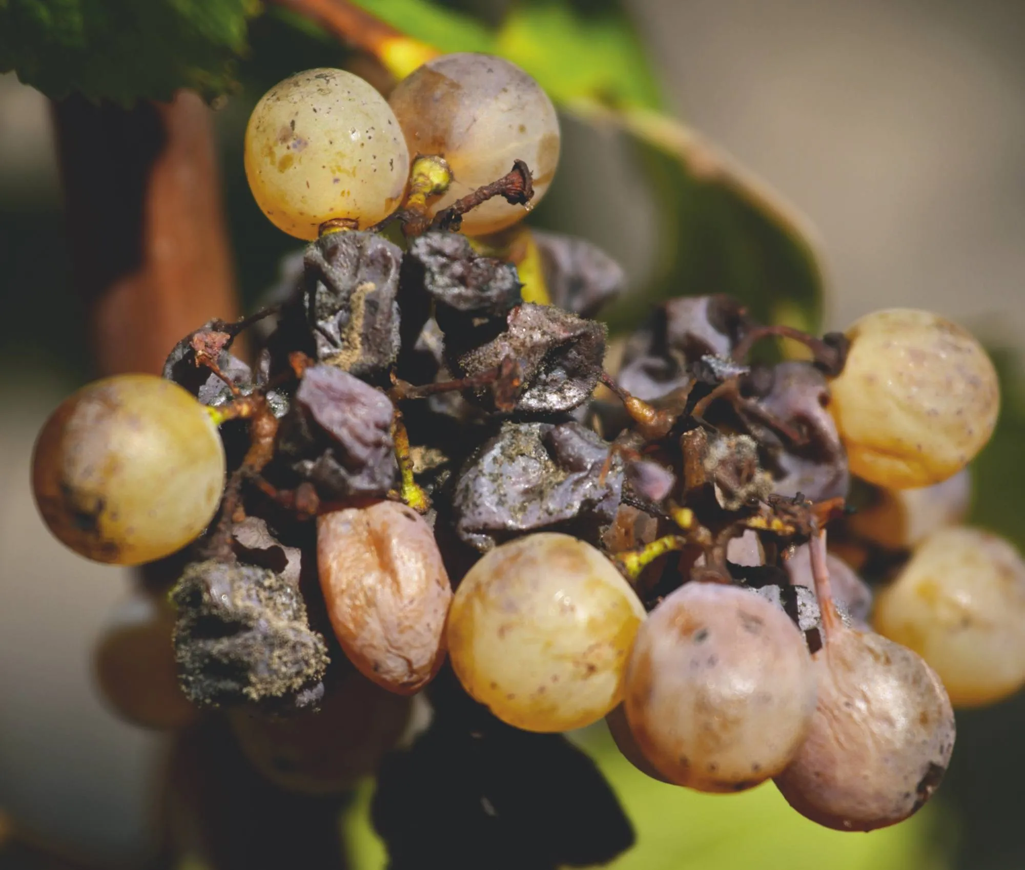 Un système productif original : le vignoble de vin liquoreux