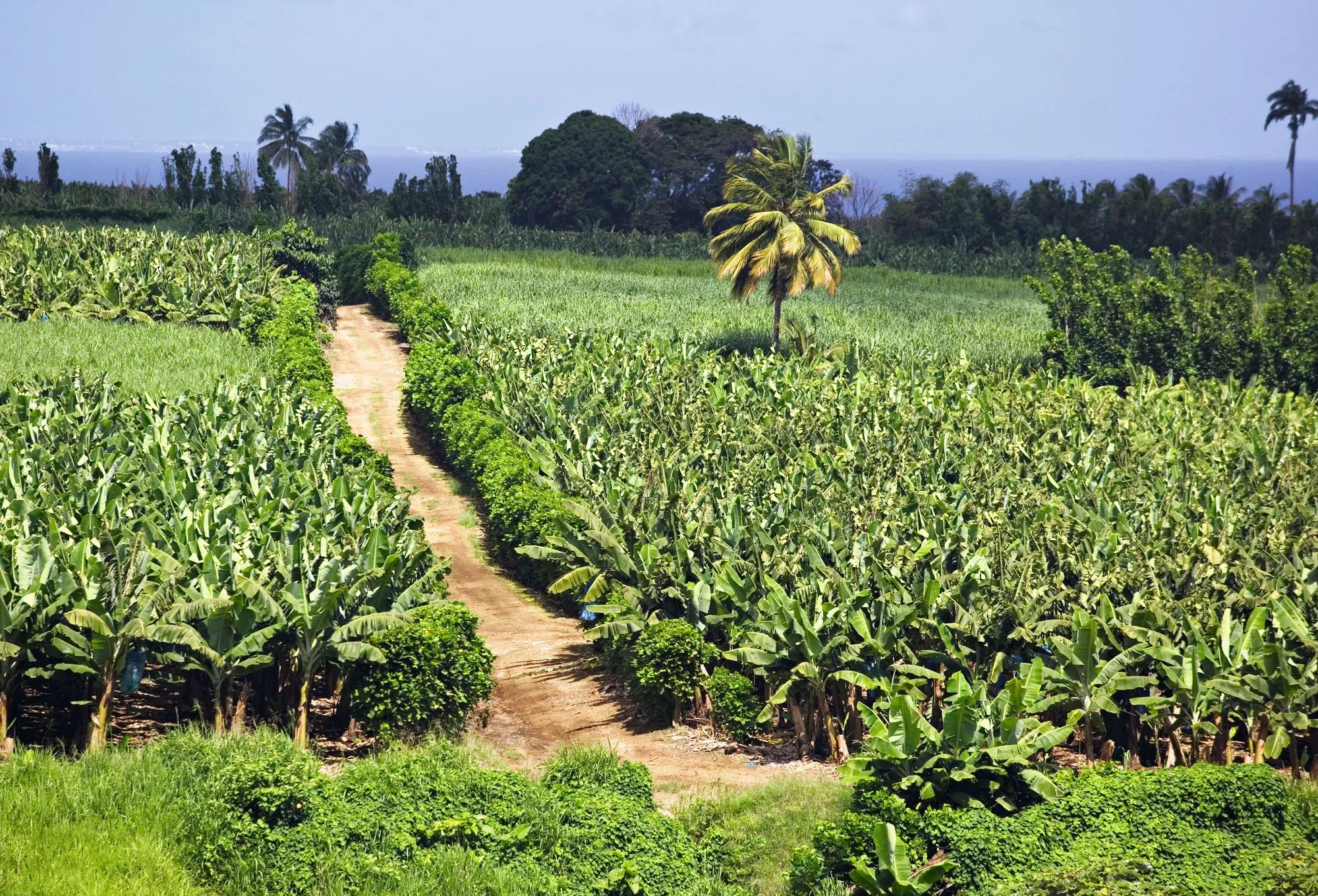 Plantation sur l'île de Basse‑Terre