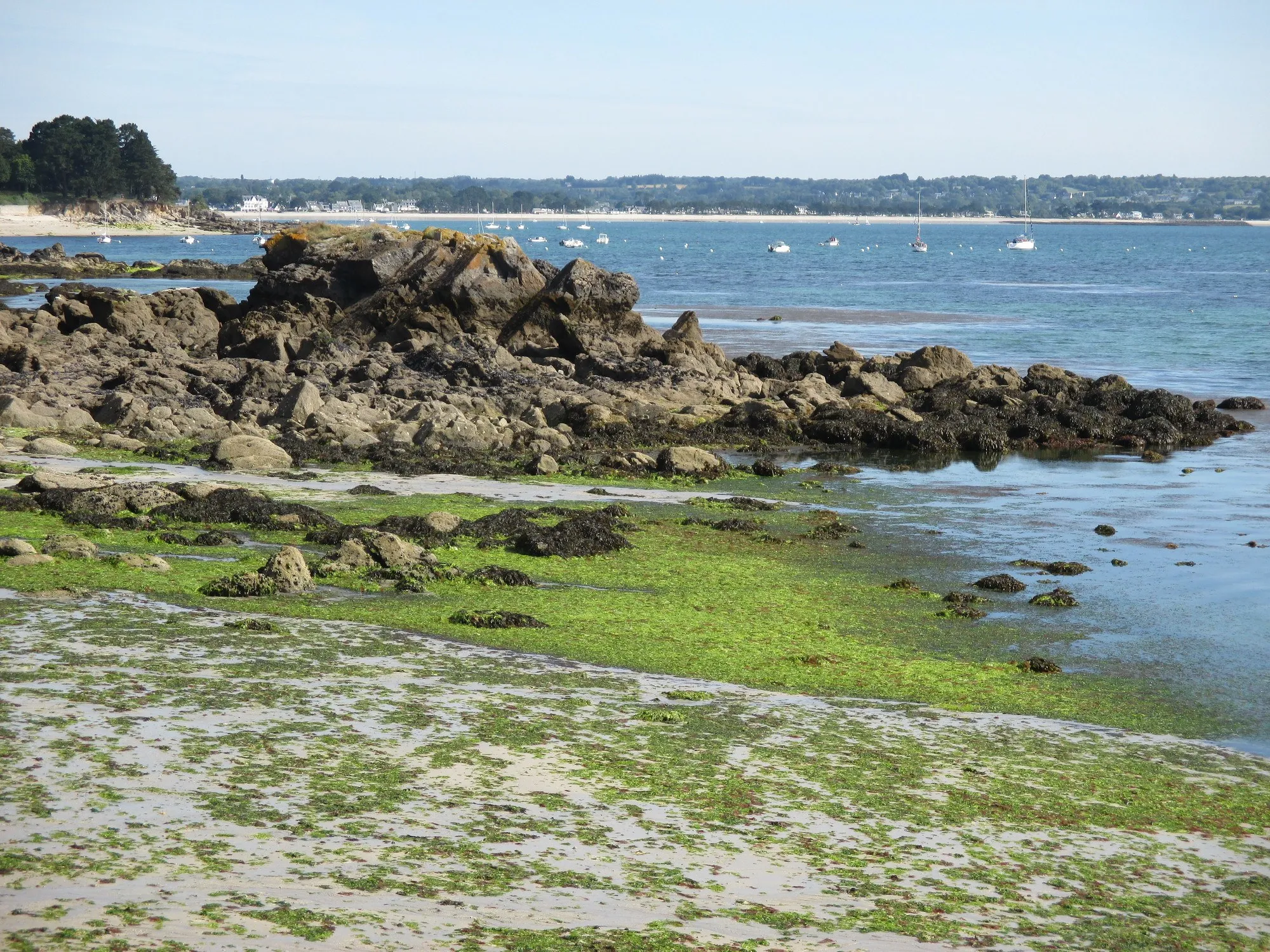 Plage recouverte d'algues vertes en Bretagne