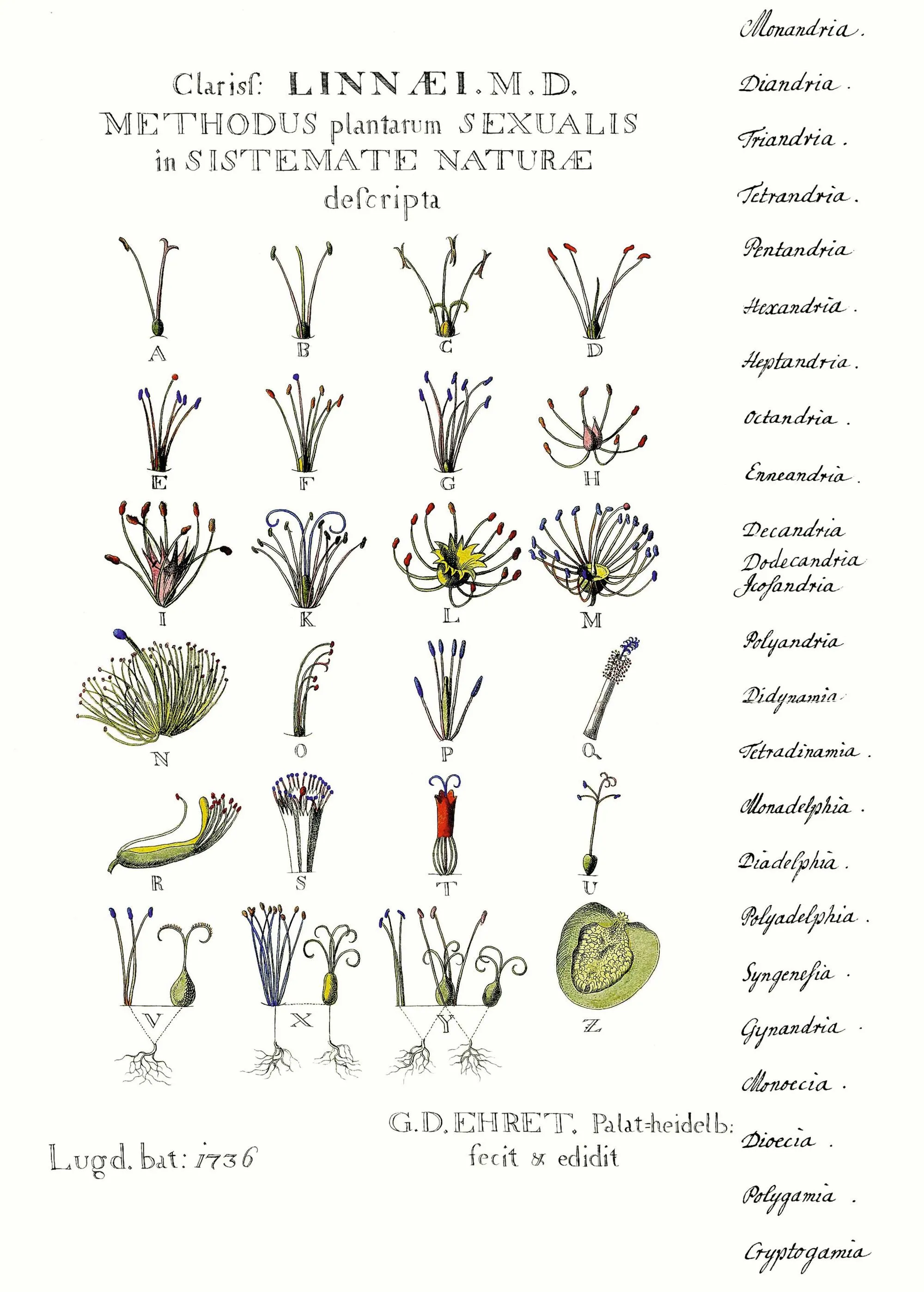 Description des organes sexuels des plantes par Linné, gravure de G. Ehret, 1736