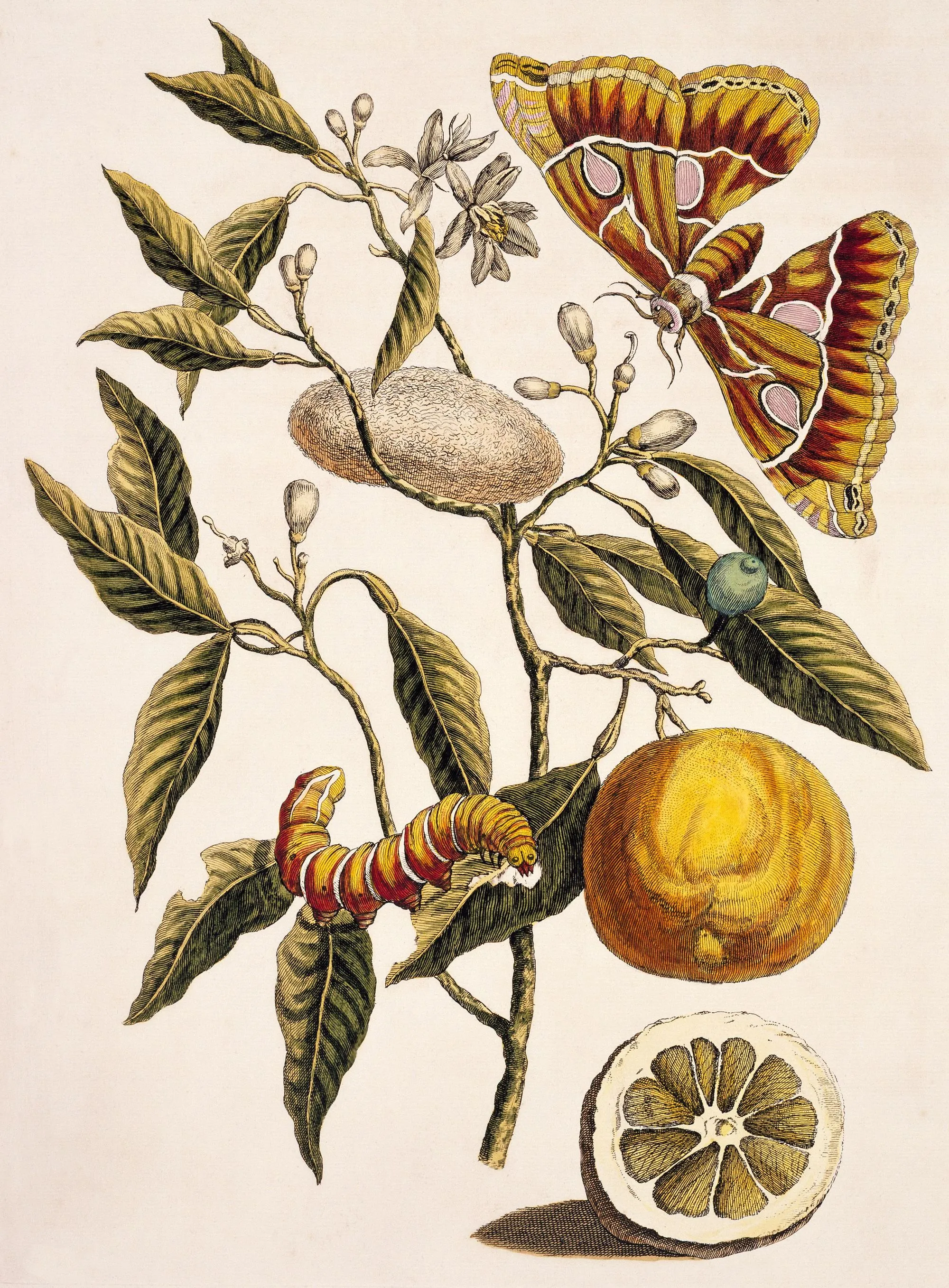 Maria Sibylla Merian, Metamorphosis insectorum Surinamensium, 1705, dessin