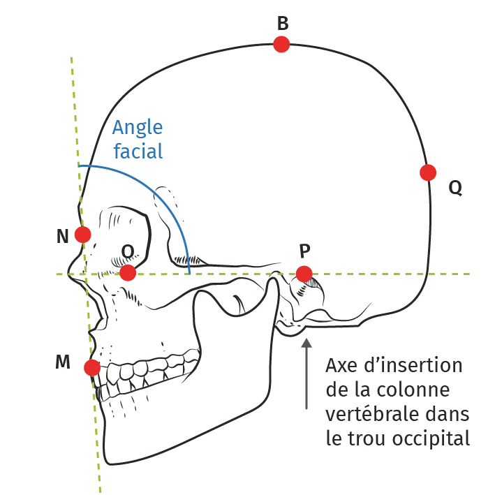 craniométrie