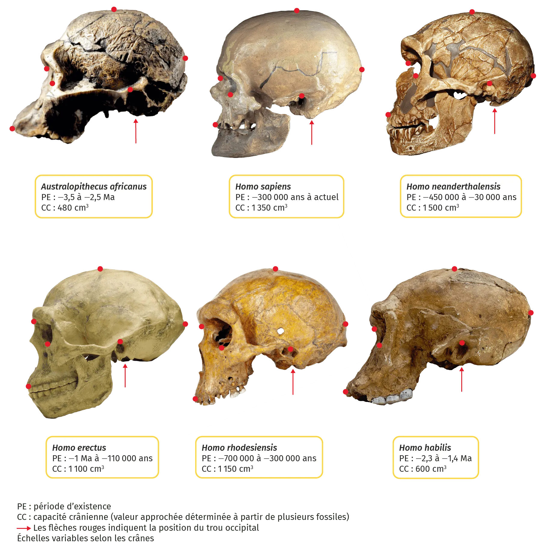 Fossiles de crânes