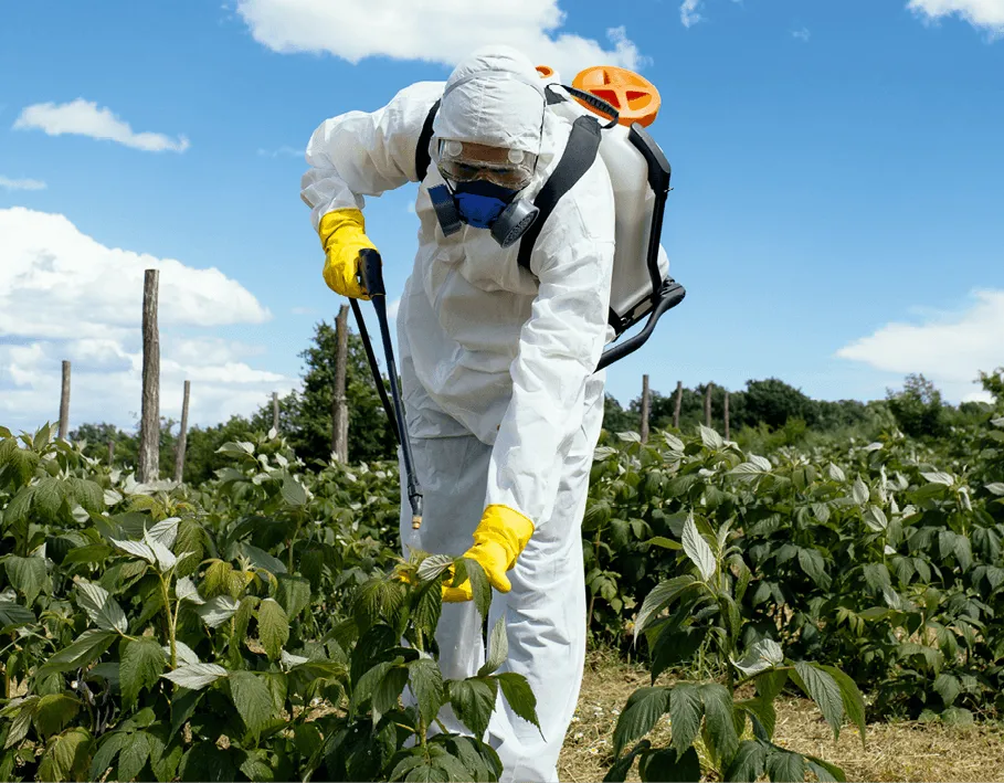 Pulvérisation d'insecticides dans une culture intensive de fruits