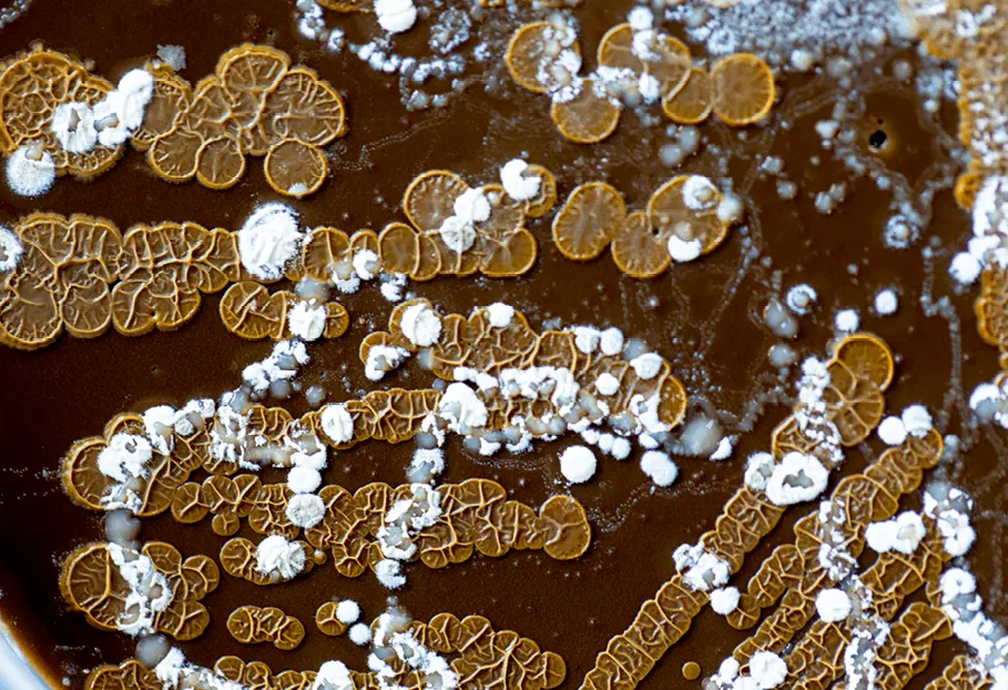 Mise en culture de microorganismes du sol dans une boîte de Petri