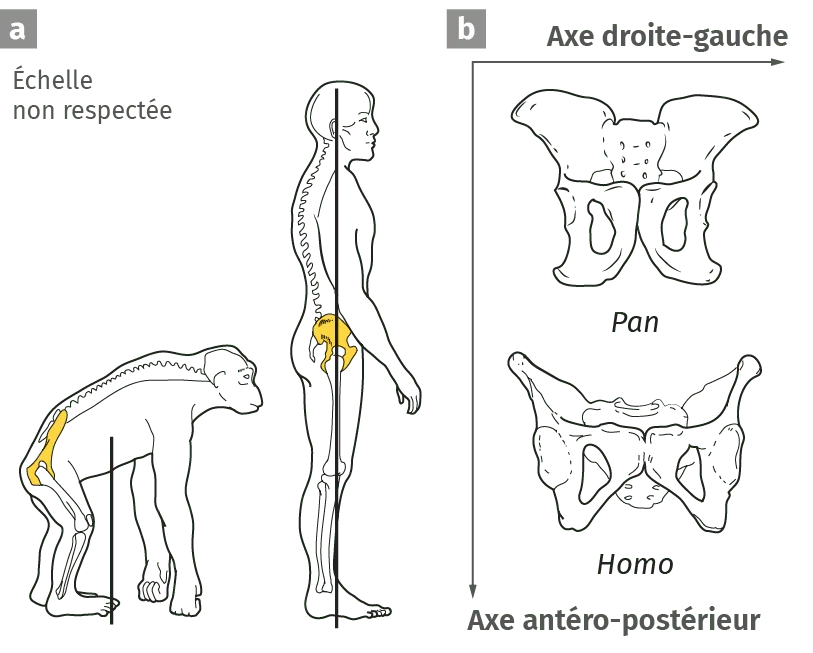 Caractéristiques du bassin et locomotion chez deux primates