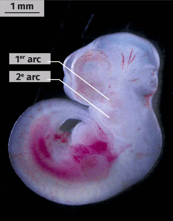 Embryon de vertébré
