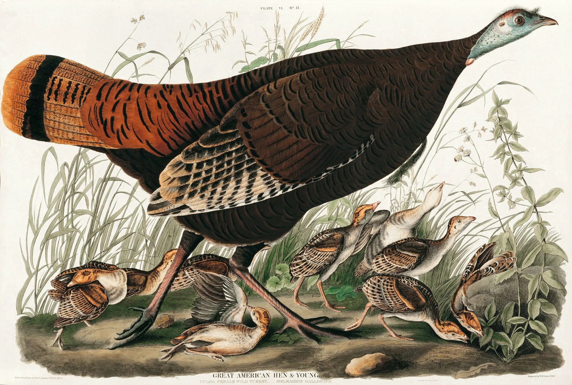 Wild Turkey, 
John James 
Audubon, 1826.