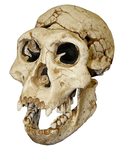 Crâne d'Homo georgicus