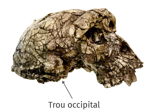 Crâne de Toumaï