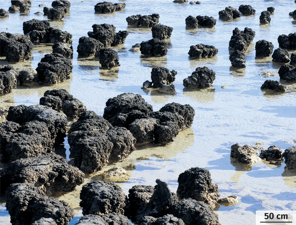 Les stromatolites