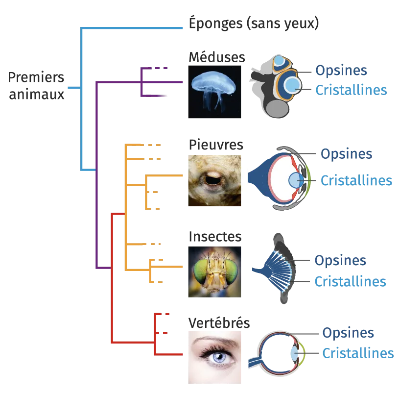 Arbre phylogénétique des animaux et aspects de certains yeux