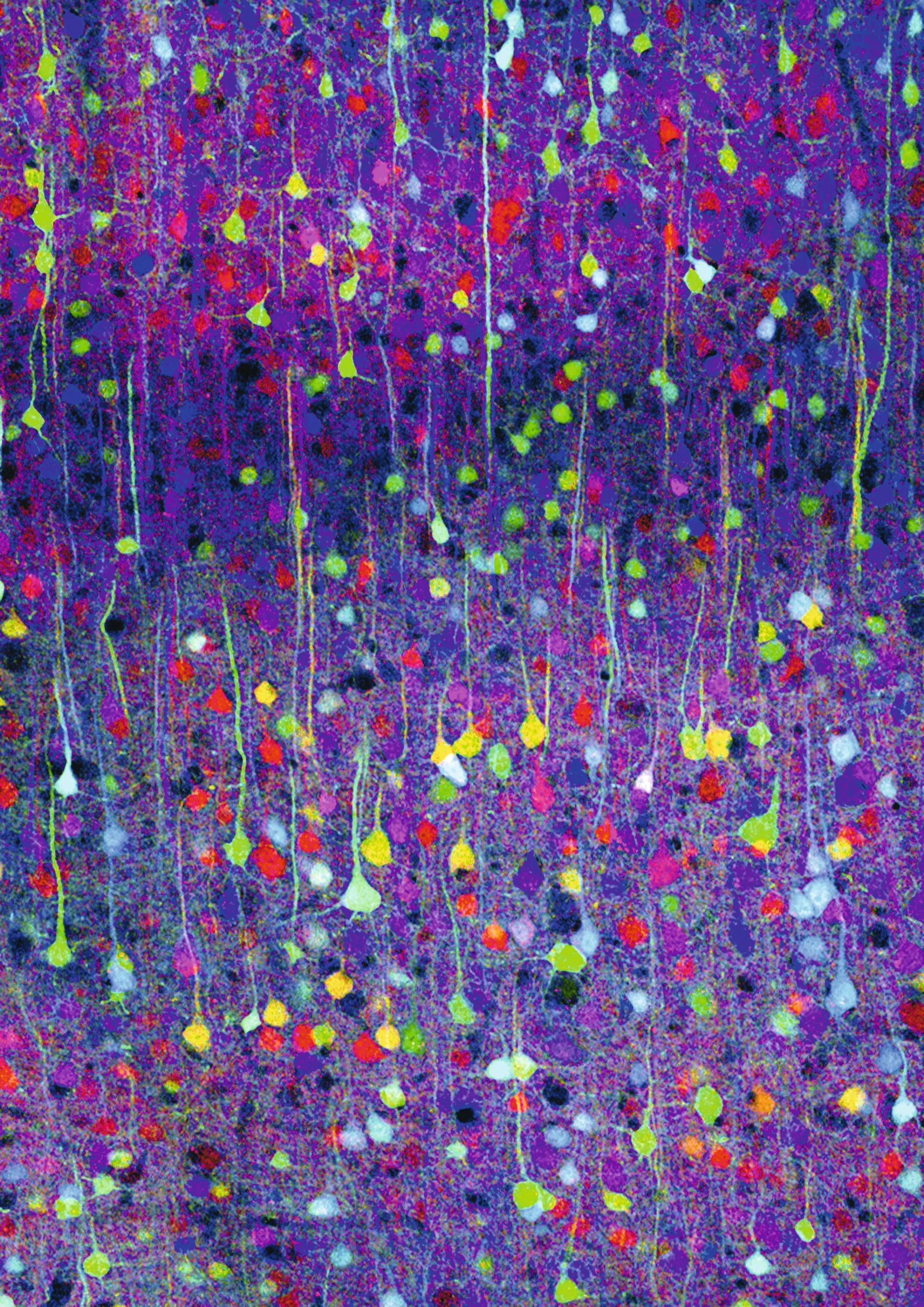 Cortex de souris coloré par la technique du « brainbow ». Chaque cellule neuronale est marquée par une couleur spécifique.