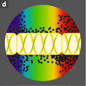 Photographie d'un filament de spirogyre avec éclairage par les radiations