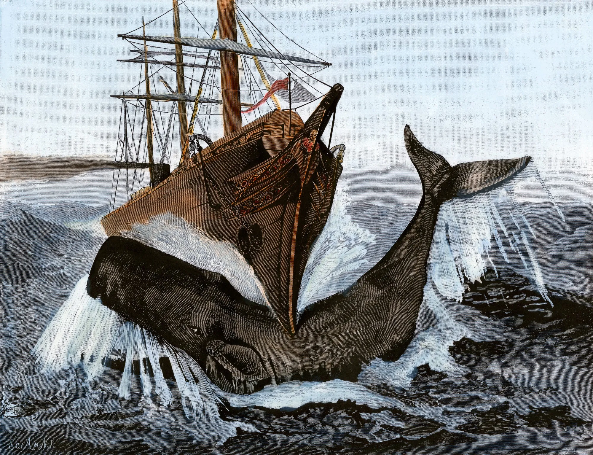 Bow of the ship Essex after striking a whale, 1820.