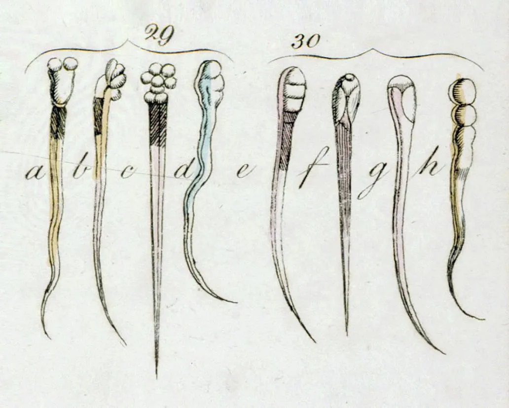 Observation d'animalcules du sperme par Leeuwenhoek (1674).