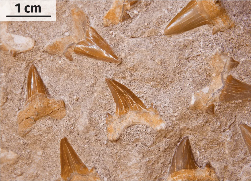 Dents de requin fossiles