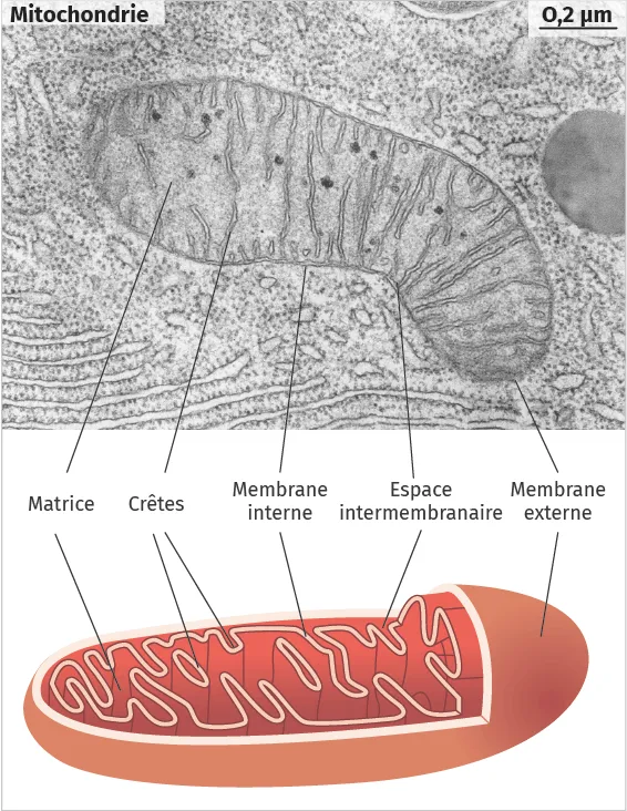 Observations au MET d'une mitochondrie avec schéma interprétatif